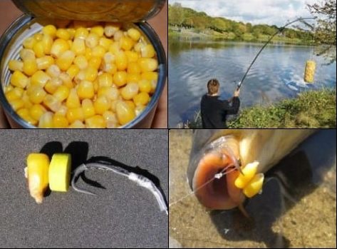 How to fish for carp with corn? Fermentation, boiled and steamed corn